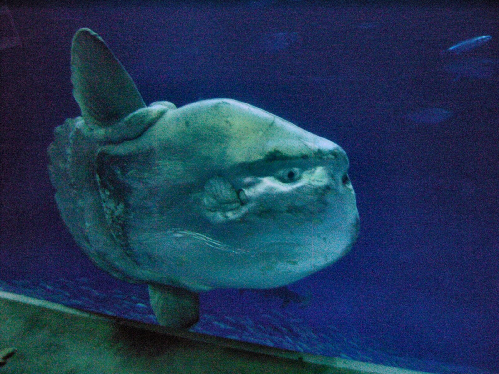 Sunfish: The Ocean’s Gentle Giants (image credits: wikimedia)