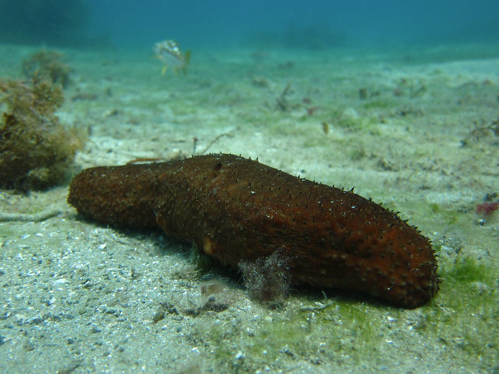 Sea Cucumbers: The Gut-Throwing Cleaners (image credits: flickr)