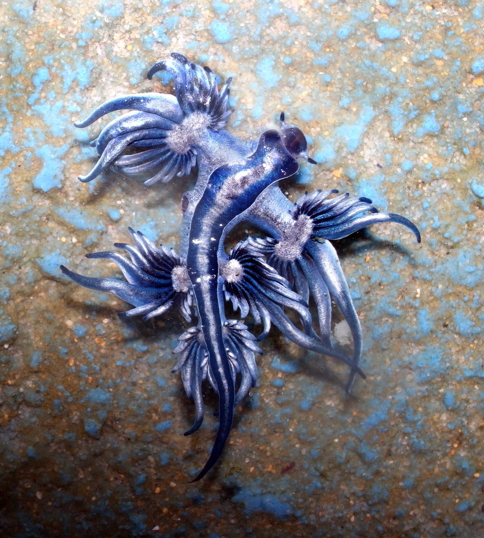 Blue Dragon: The Dazzling, Deadly Drifter (image credits: wikimedia)