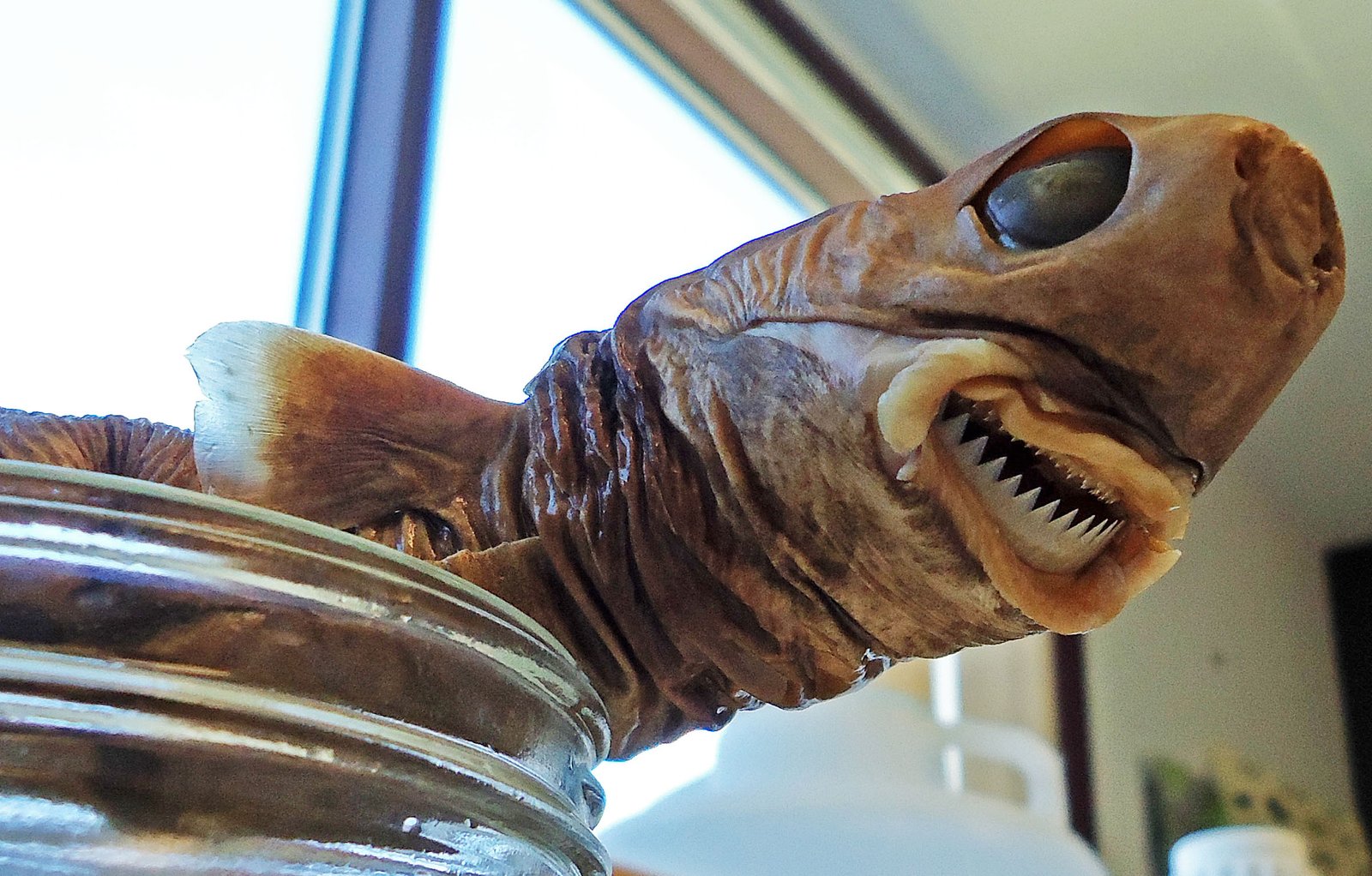 Cookiecutter Shark: The Ocean’s Little Vampire (image credits: wikimedia)