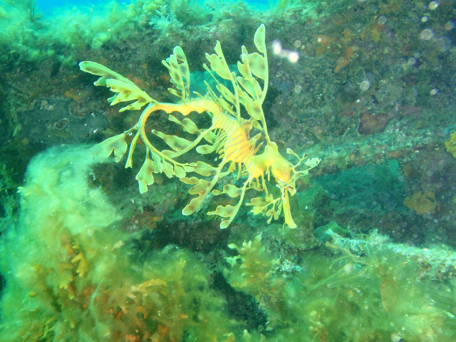 Seahorses That Give Birth, Shrimp With Sonic Weapons, and Other Ocean Rule-Breakers