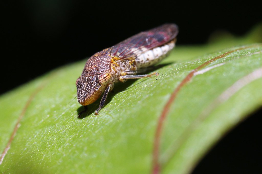 A Tiny Villain With Outsized Impact (image credits: flickr)