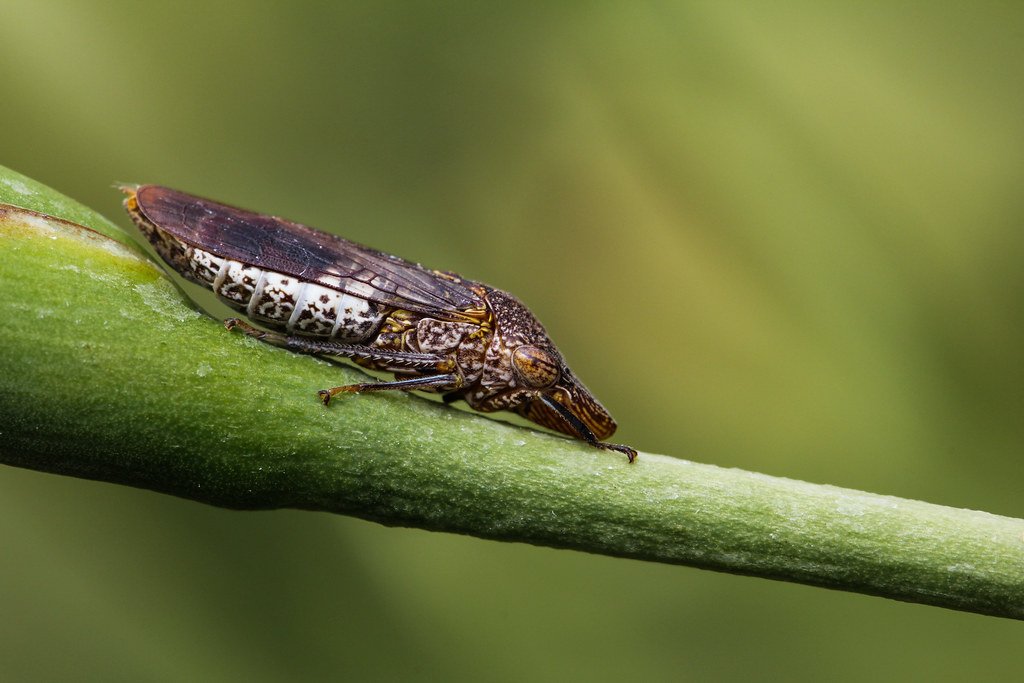 What Exactly Is the Glassy-Winged Sharpshooter? (image credits: flickr)