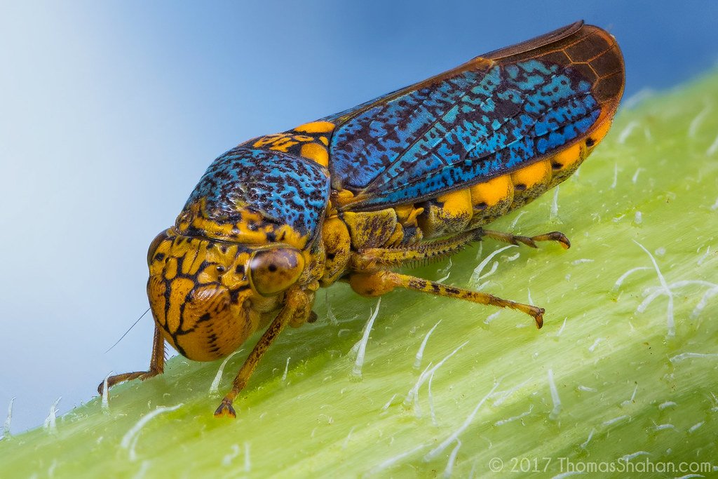 The Unseen Assassin: How It Spreads Disease (image credits: flickr)