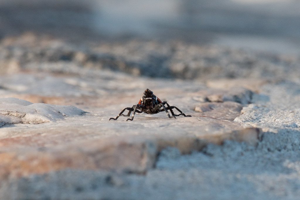 How the Invasion Began (image credits: flickr)