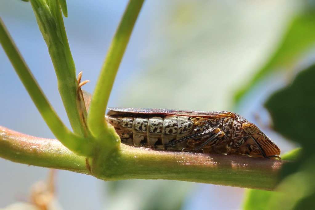 A Diet With No Boundaries (image credits: flickr)