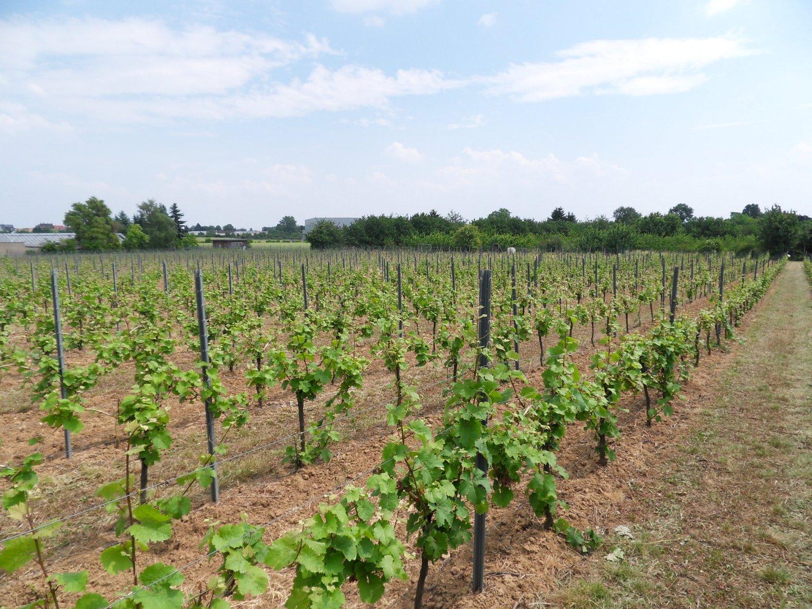 Vineyards Under Siege: Real-World Devastation (image credits: wikimedia)