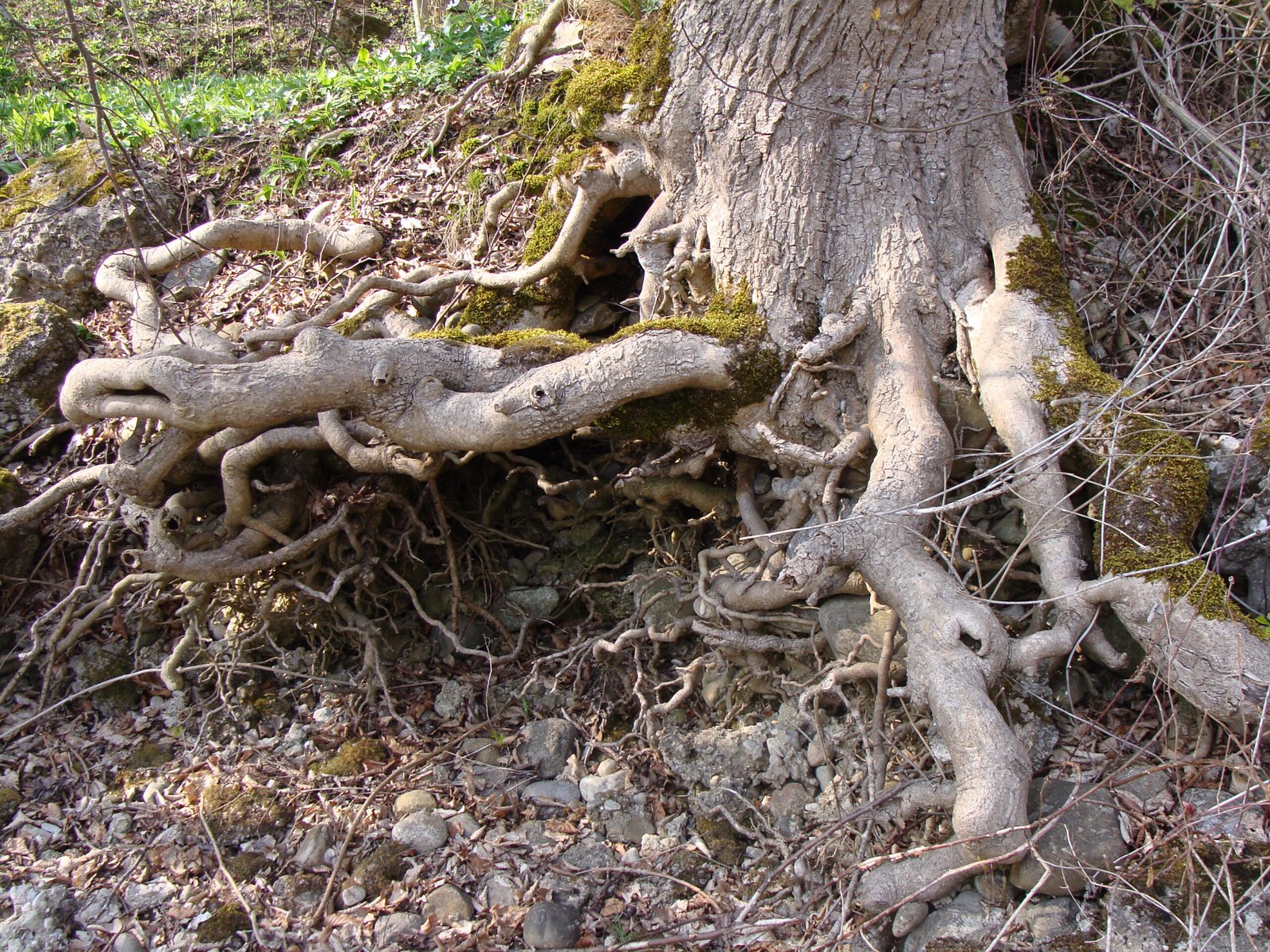 Biodiversity Hidden Below Ground (image credits: wikimedia)