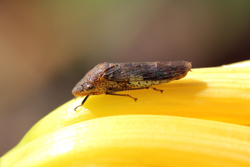 Nature’s Reluctant Collaborator: The Role of Climate (image credits: flickr)