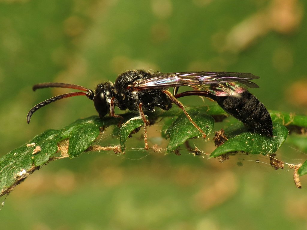 Natural Enemies and Biological Control (image credits: flickr)