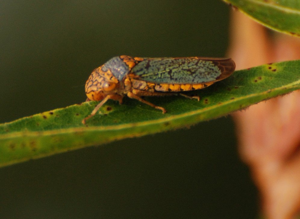 Early Detection: The Race Against Time (image credits: flickr)