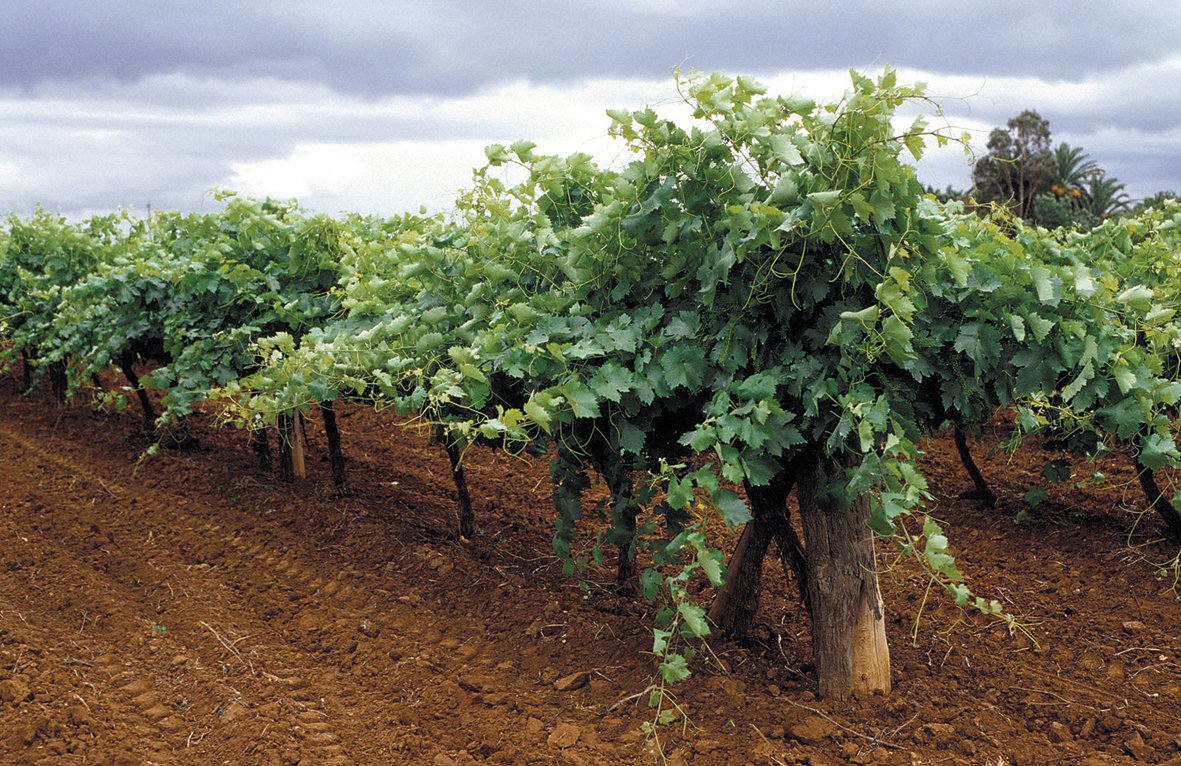 The Science of Resistance: Breeding Stronger Vines (image credits: wikimedia)