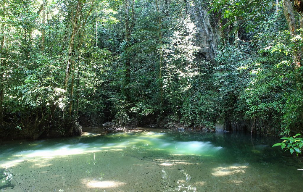 Secret Springs: Water in the Underground Forest (image credits: flickr)