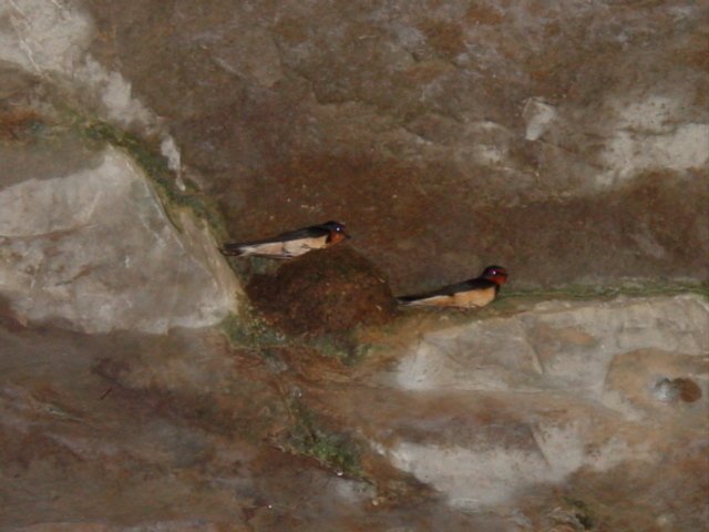 Wildlife Sanctuaries Below Ground (image credits: wikimedia)