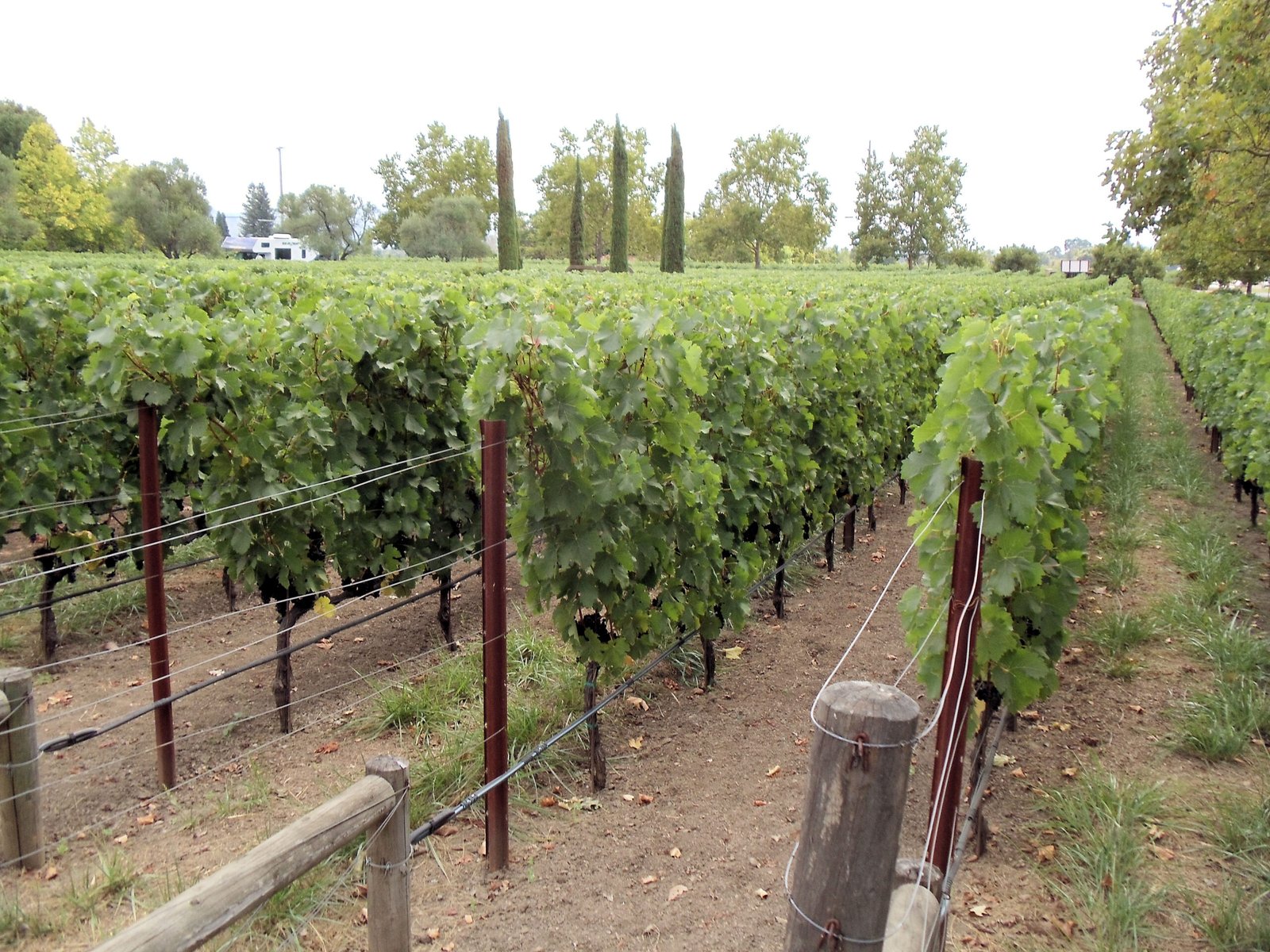 The Future of Vineyards: Hope on the Horizon? (image credits: wikimedia)