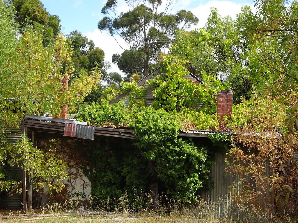 Could Underground Forests Help Combat Global Deforestation? (image credits: flickr)