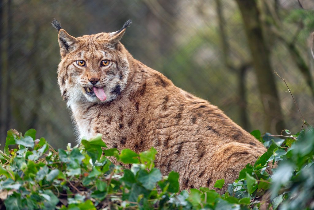 The Lynx: Europe’s Elusive Wildcat (image credits: flickr)