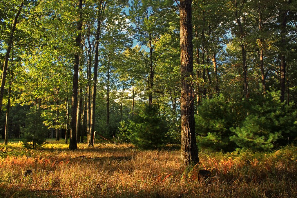 The Hidden Language of Vegetation (image credits: flickr)