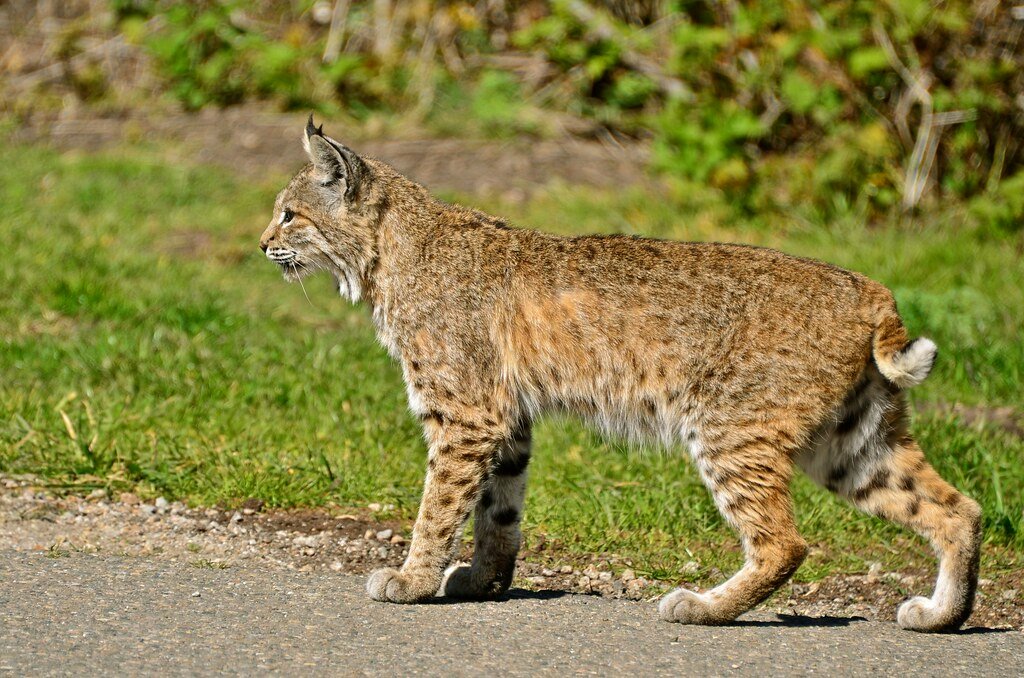 Lynx Tracking: High-Tech Conservation (image credits: flickr)