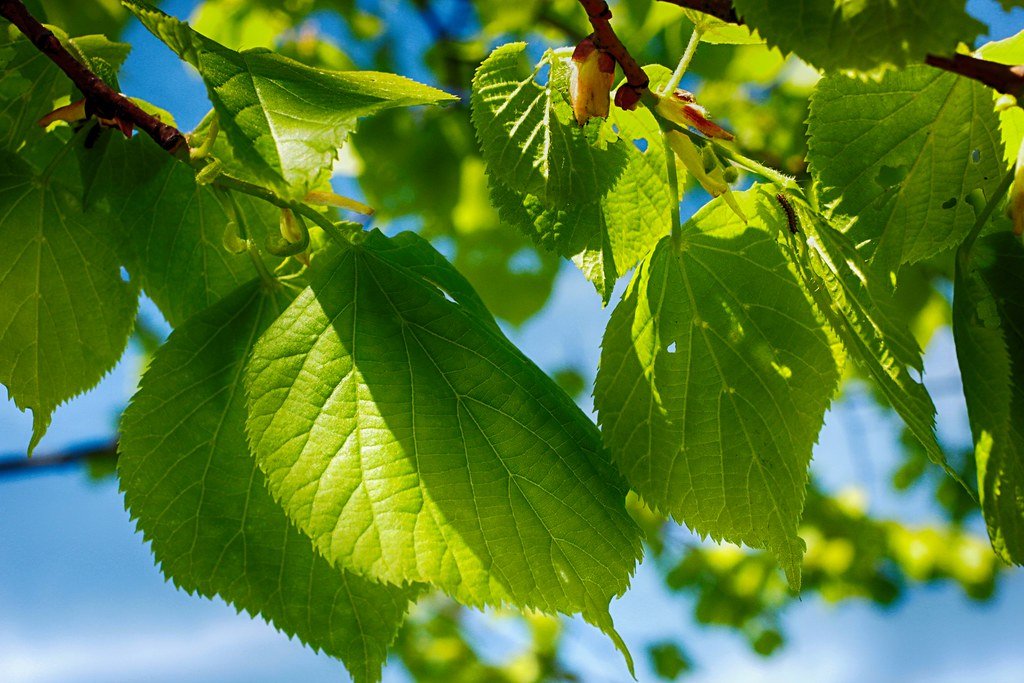 When Chlorophyll Fades: Signs of Stress (image credits: flickr)