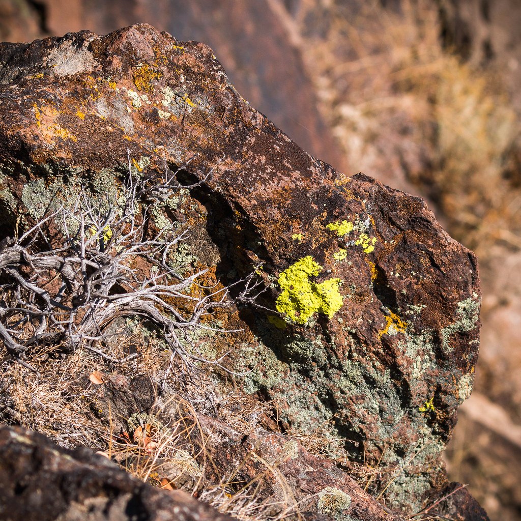 Unexpected Allies: Animals React Too (image credits: flickr)