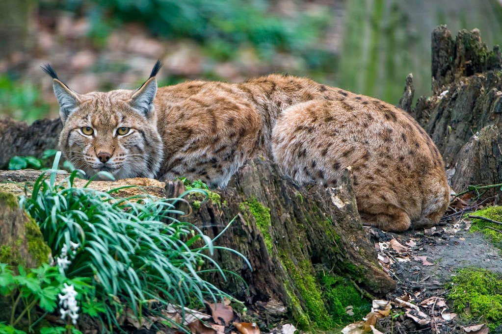 Lynx and Cultural Identity (image credits: flickr)