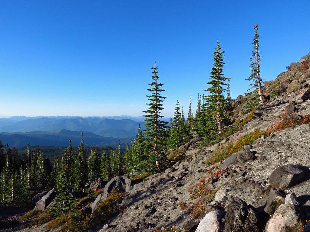 Global Hotspots: Where Trees Watch the Skies (image credits: flickr)