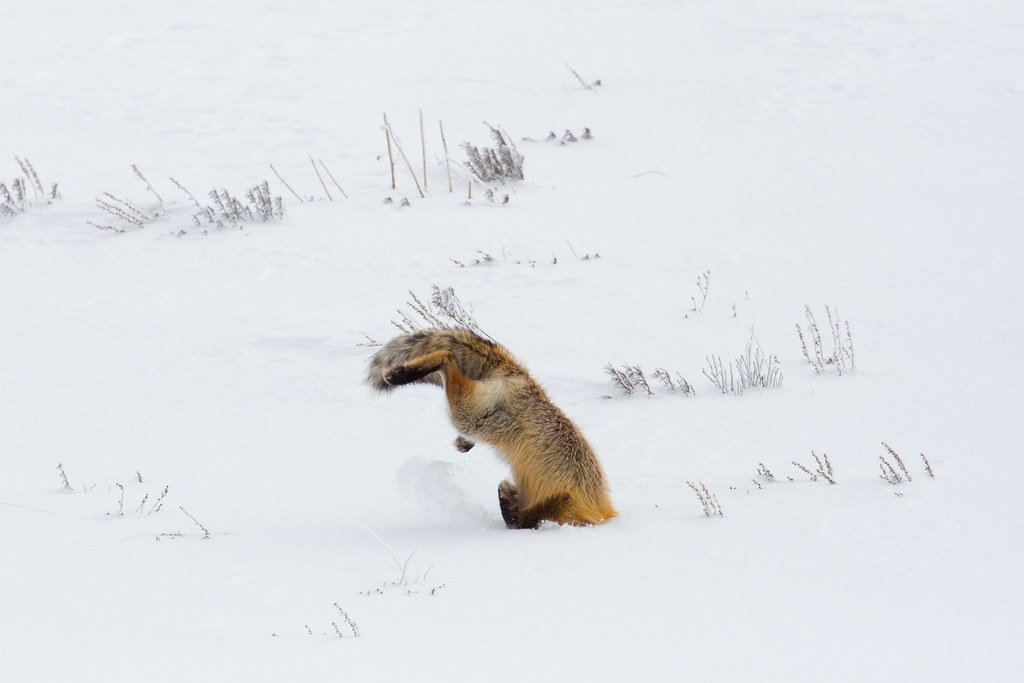 Hunting Strategies: Outsmarting Prey in the Snow (image credits: flickr)