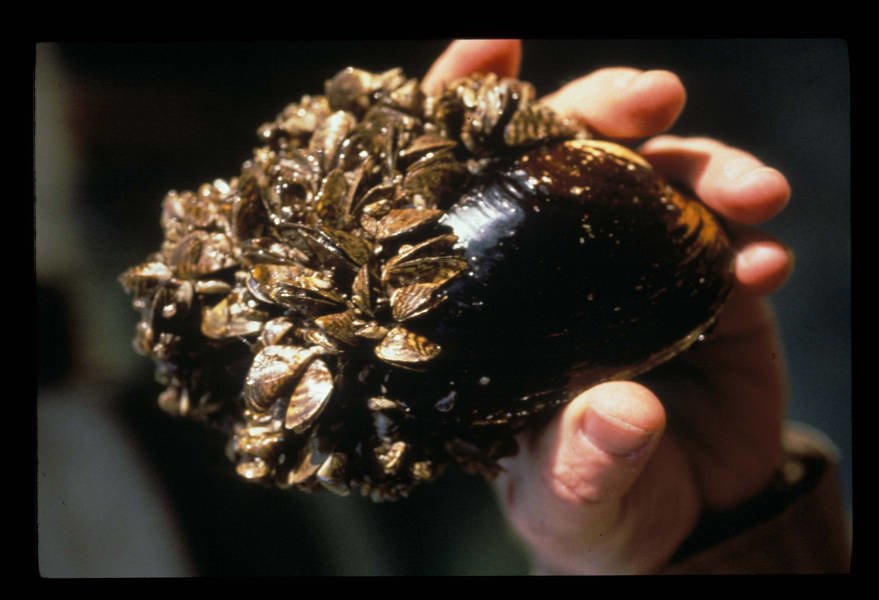 Meet the Zebra Mussel: A Small Shell with Big Impacts (image credits: flickr)