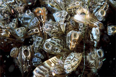 The Impact on Native Species: A Battle for Survival (image credits: wikimedia)