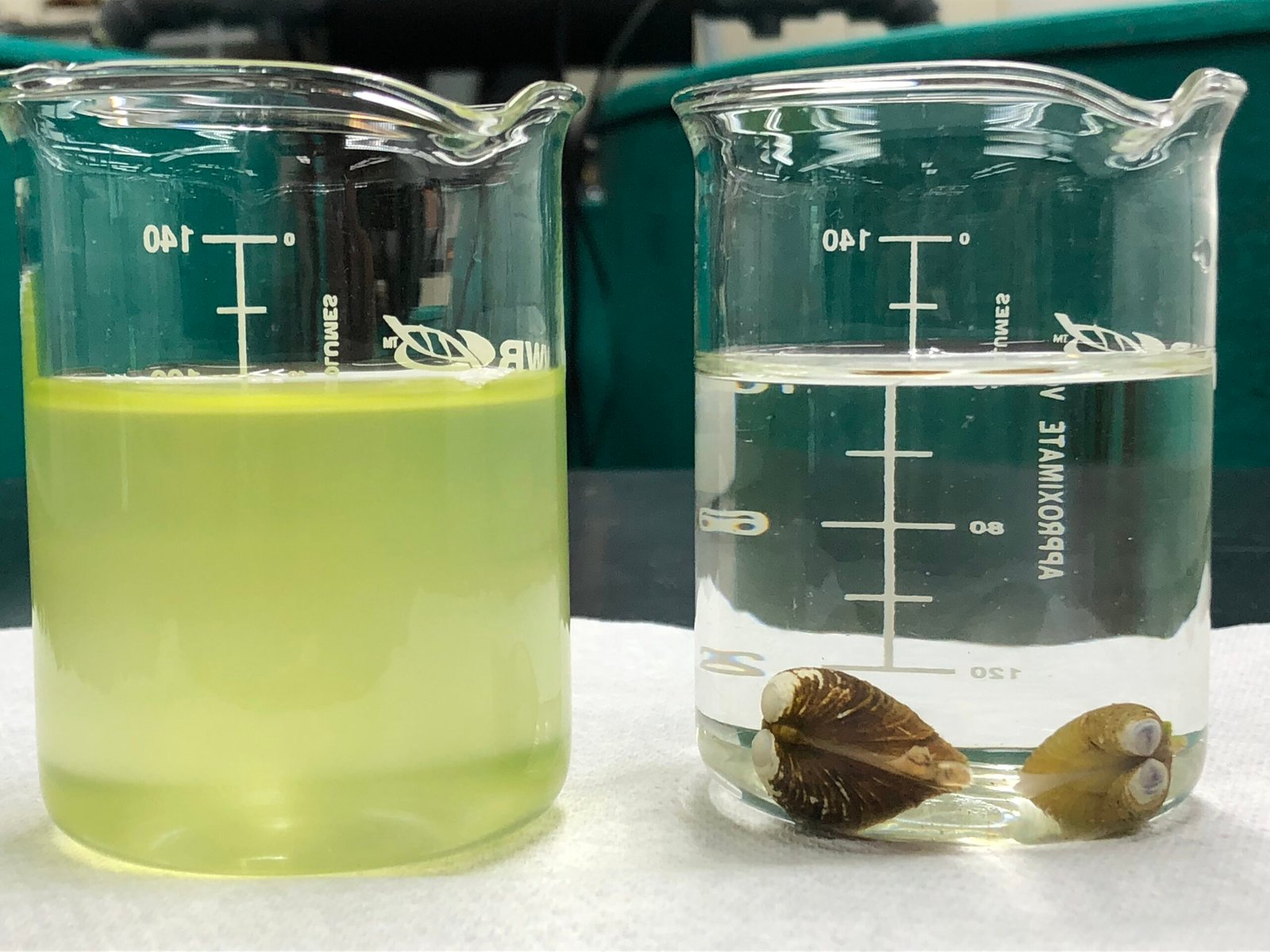 Ecological Domino Effect: From Algae to Eagles (image credits: wikimedia)