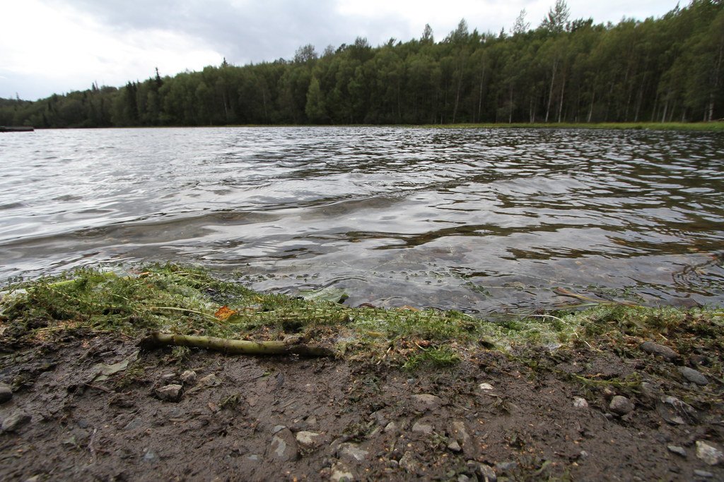 Ecological Surprises: Unexpected Outcomes (image credits: flickr)