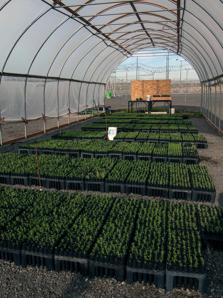 The Birth of Botanical Gardens: Seeds of Curiosity (image credits: flickr)