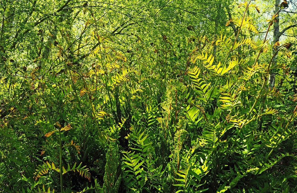 Exotic Beauty and the Lure of the Unfamiliar (image credits: flickr)