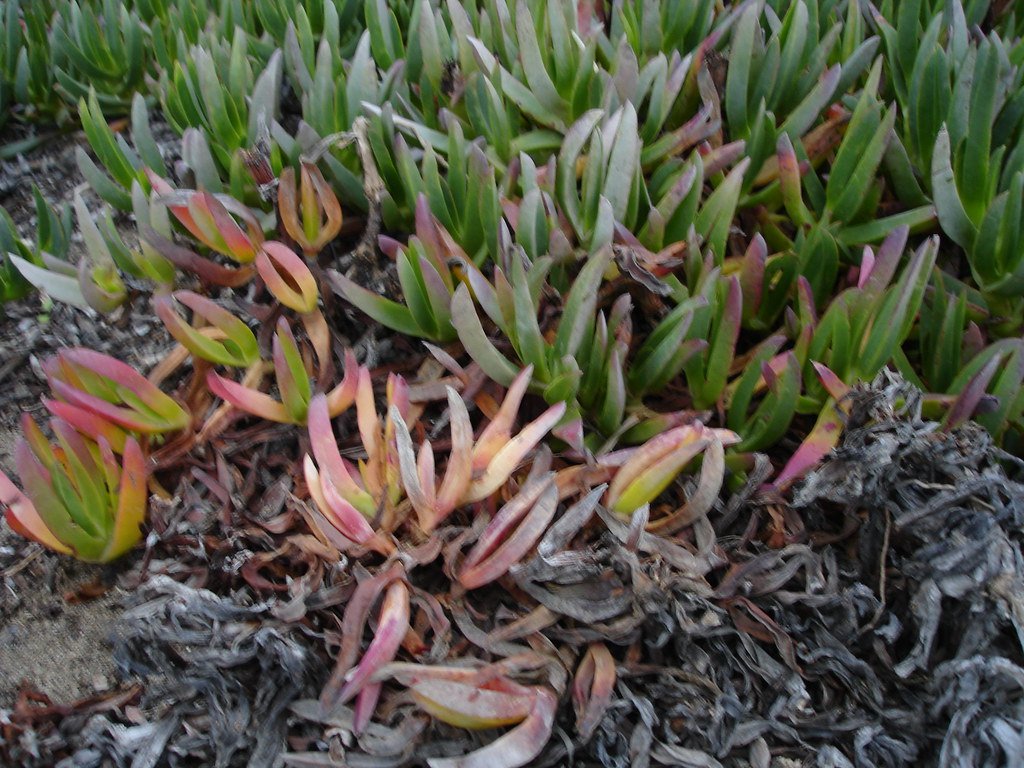 Not All Invasives Are Villains—Until They Are (image credits: flickr)