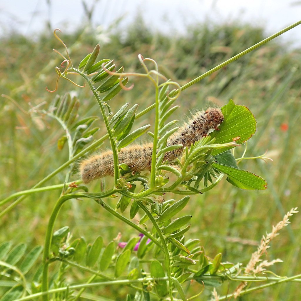 Why Some Plants Become Invasive Superstars (image credits: flickr)