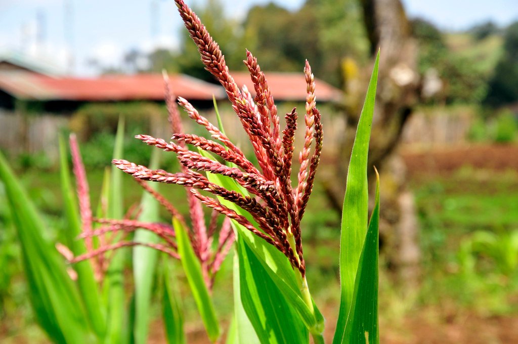 The Role of Climate and Changing Environments (image credits: flickr)