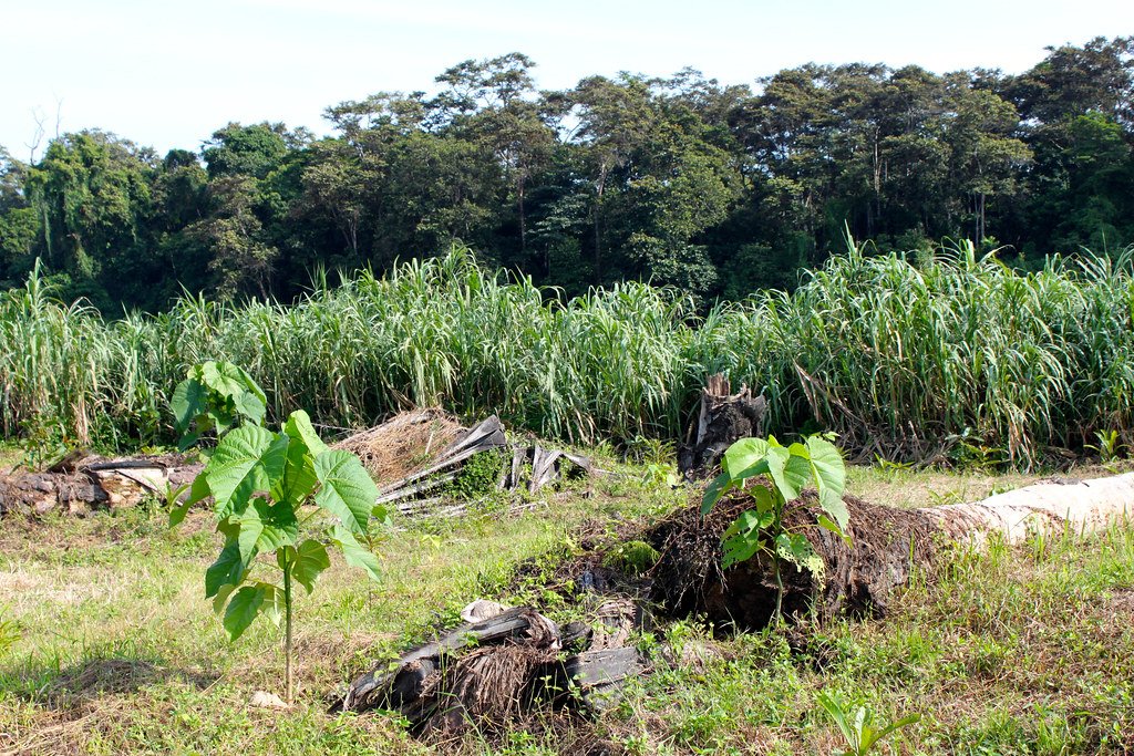 Conservation in Action: Turning Mistakes into Opportunities (image credits: flickr)