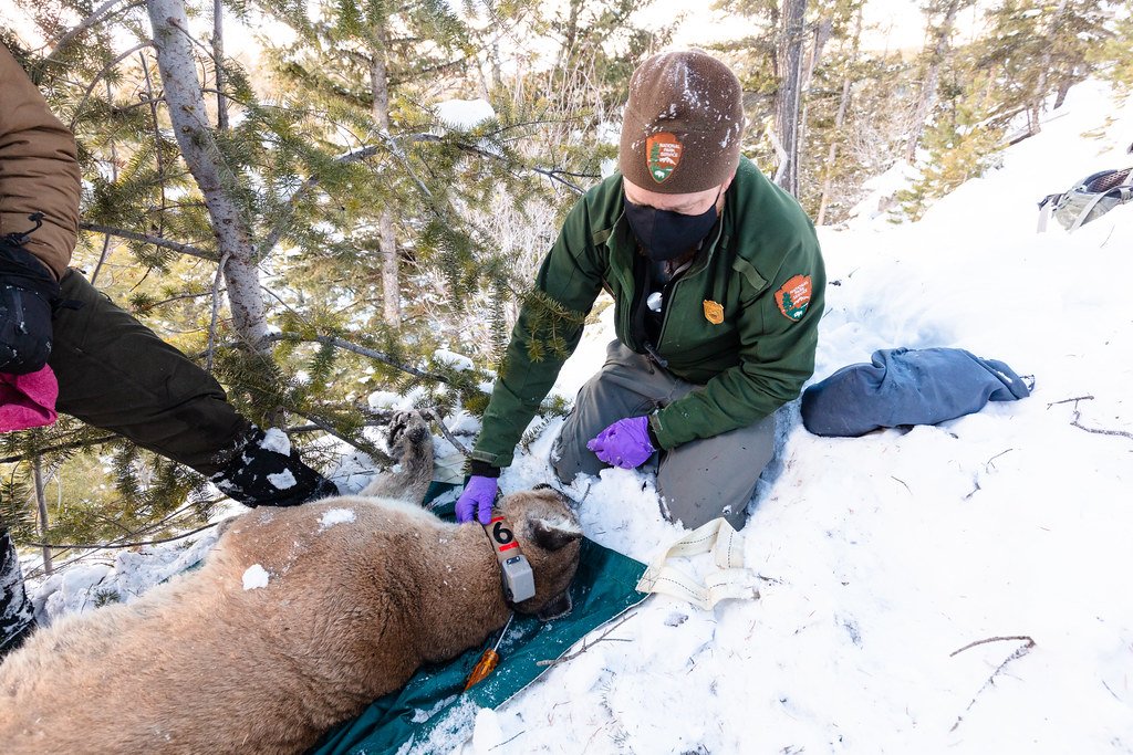 The Technological Revolution: How GPS Collars Changed the Game (image credits: flickr)