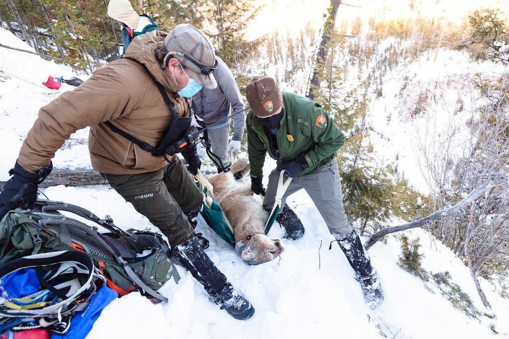 Fitting the Collar: The Art and Ethics of Cougar Capture (image credits: flickr)