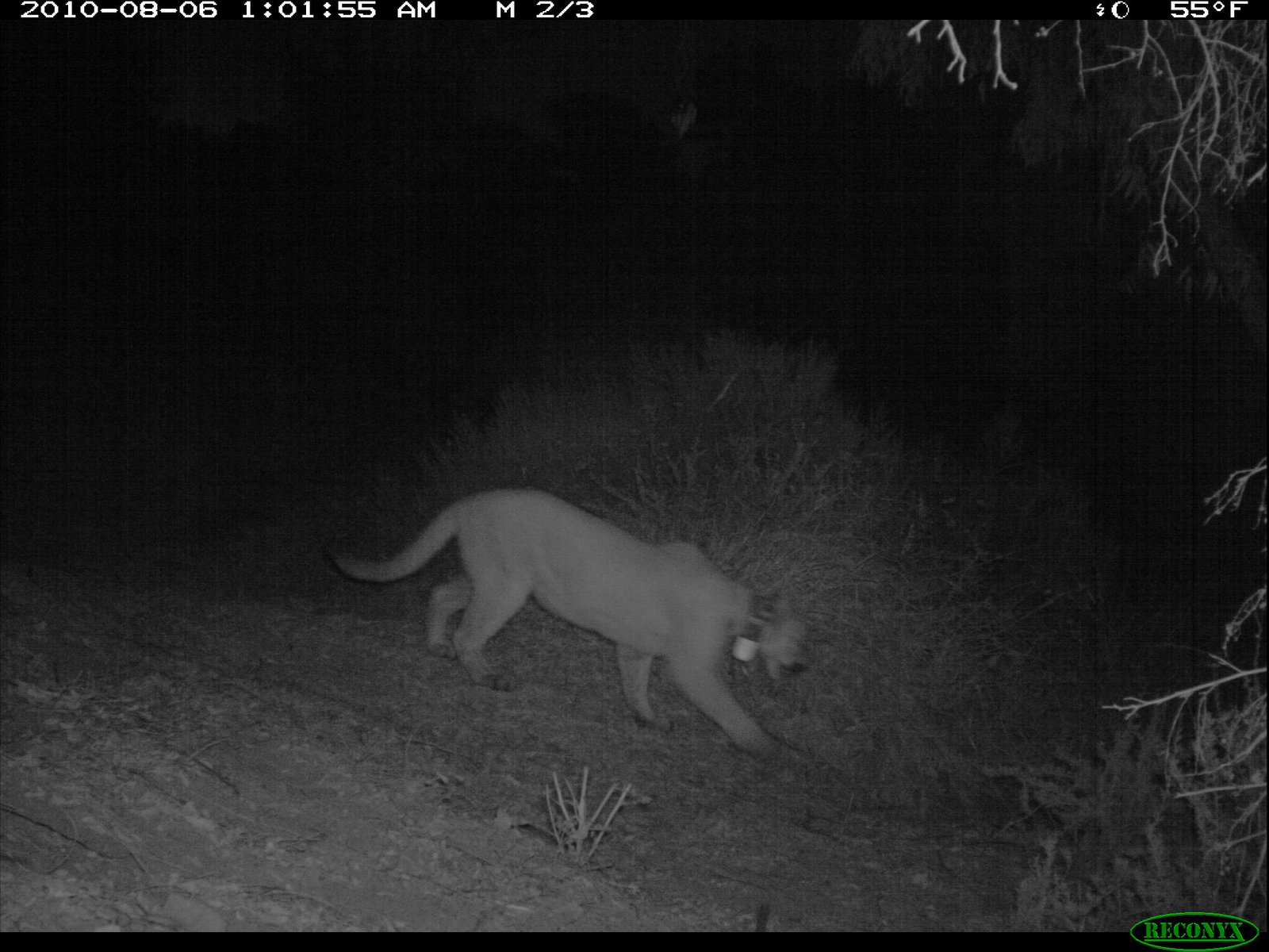 Night Moves: Discovering the Secret Lives of Nocturnal Hunters (image credits: wikimedia)