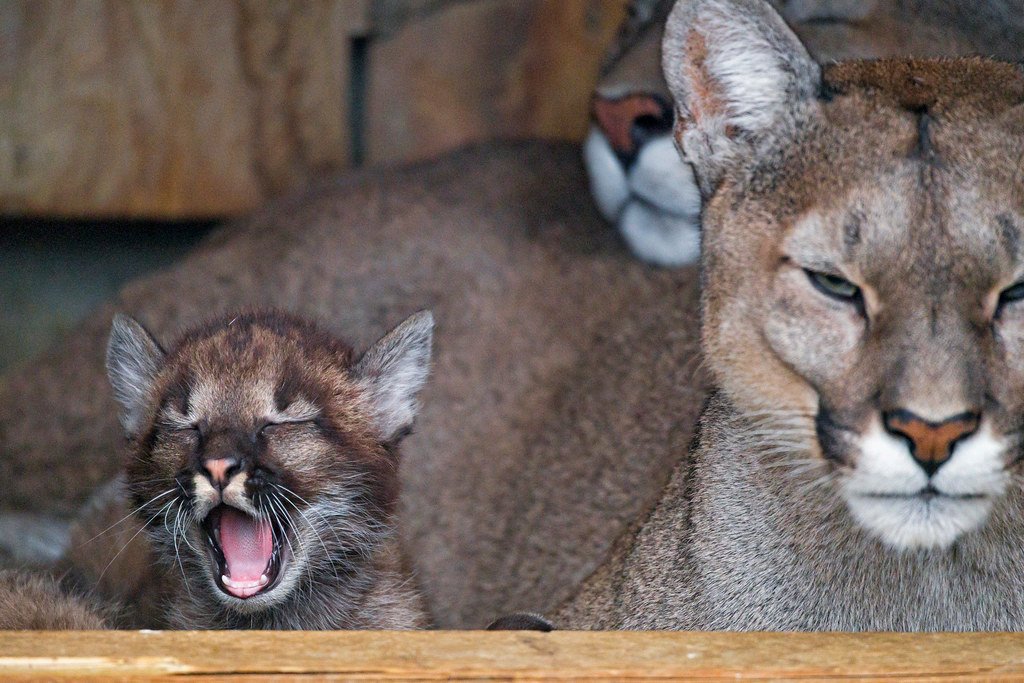 Family Ties: Following Mothers and Cubs in the Wild (image credits: flickr)
