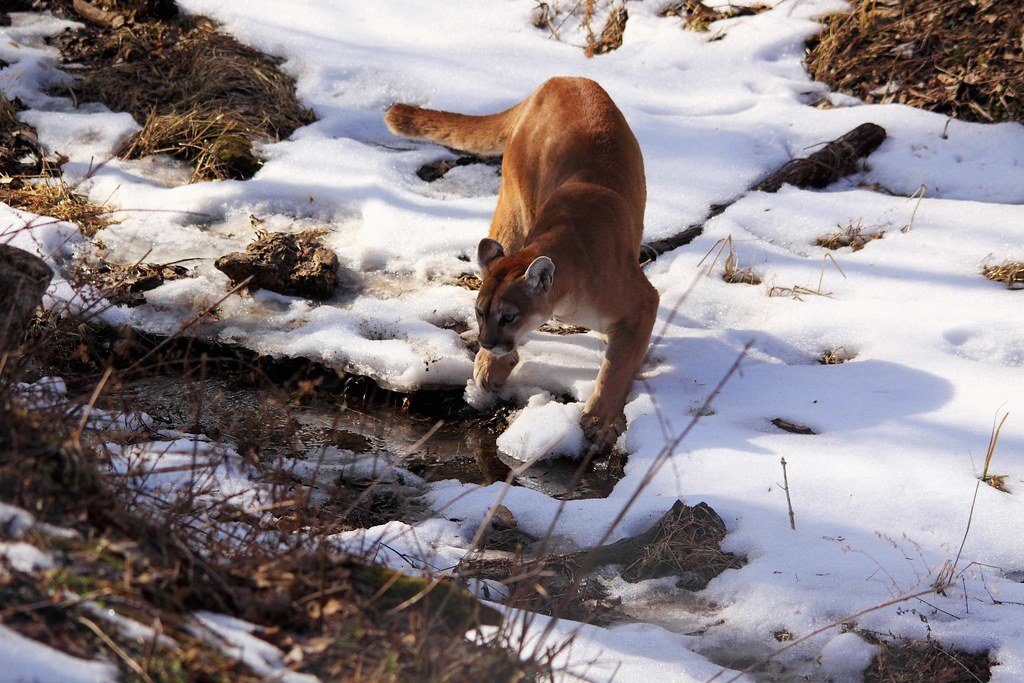 Crossing Paths: How Cougars Navigate Human Landscapes (image credits: flickr)