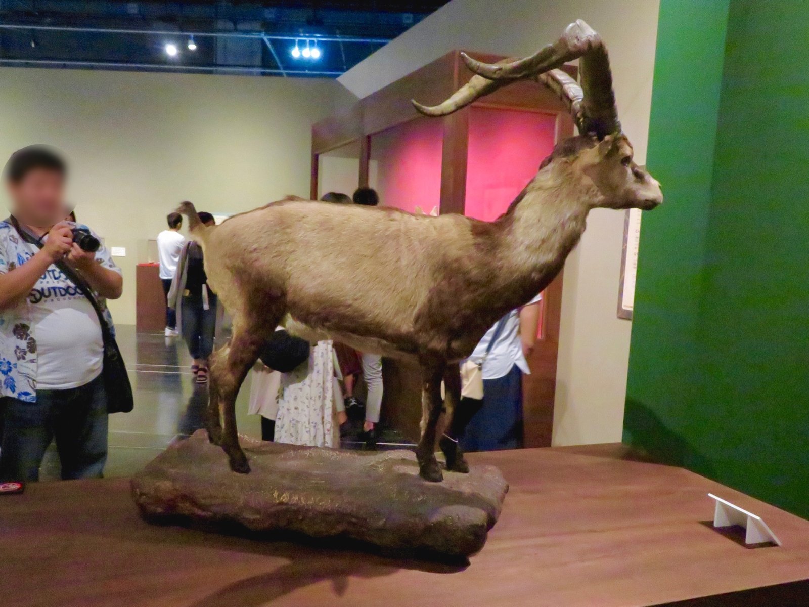 Learning from Past De-Extinction Projects (image credits: wikimedia)
