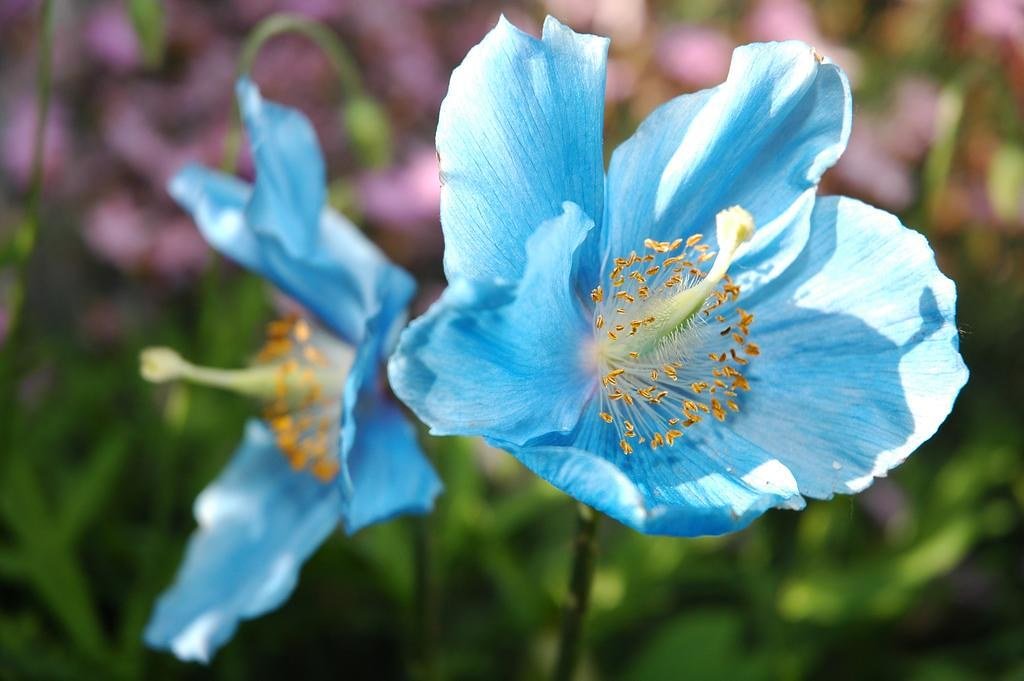 The Enigmatic Blue Poppy (image credits: flickr)