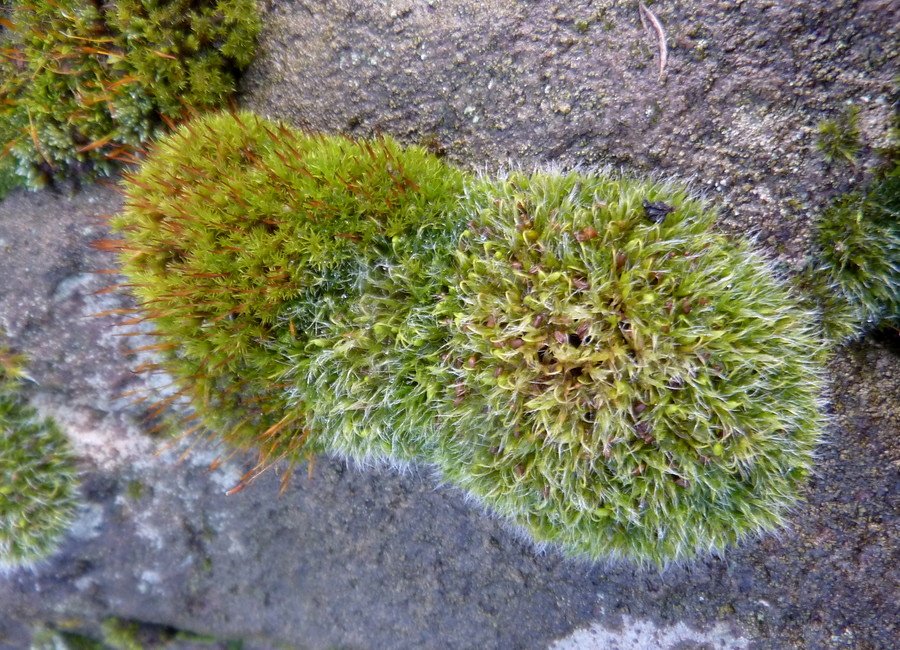 Cushion Plants: Nature’s Living Pillows (image credits: flickr)