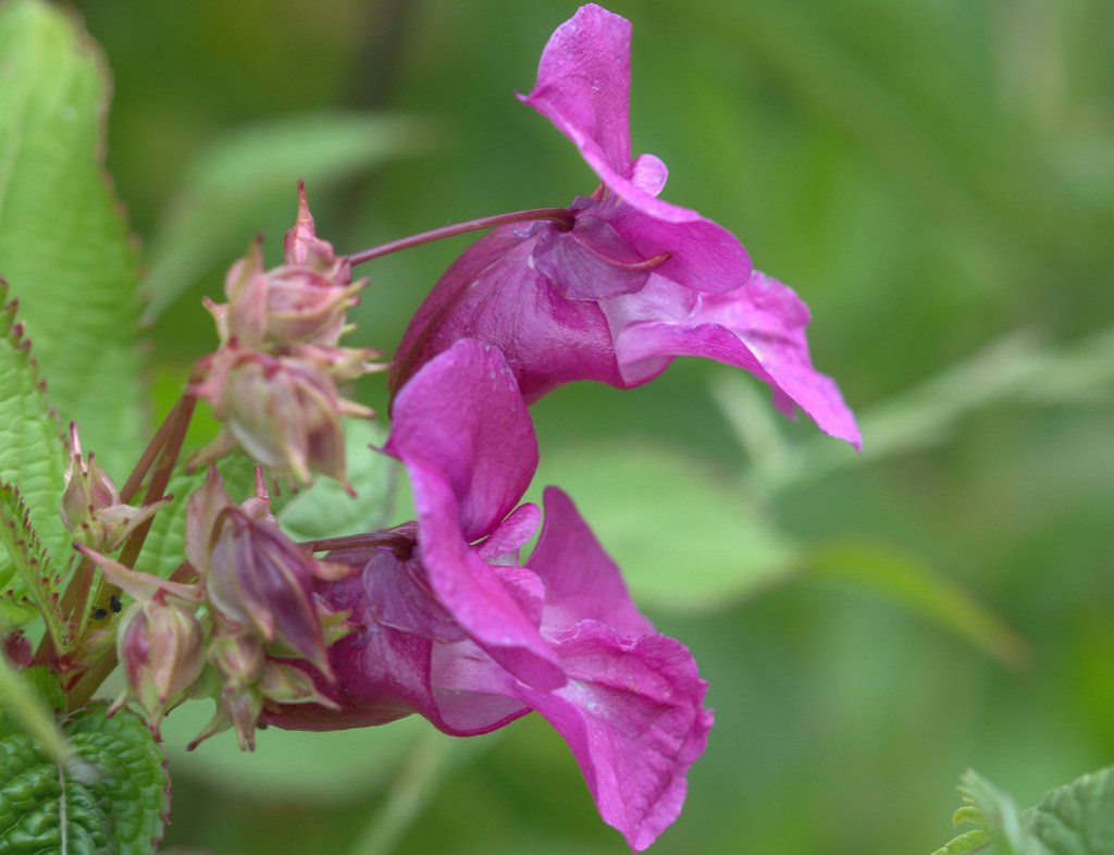 Edible Oddities: The Himalayan Yew (image credits: flickr)