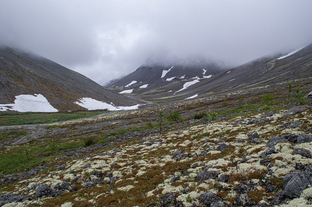 Survival Artists: The Alpine Mosses (image credits: flickr)