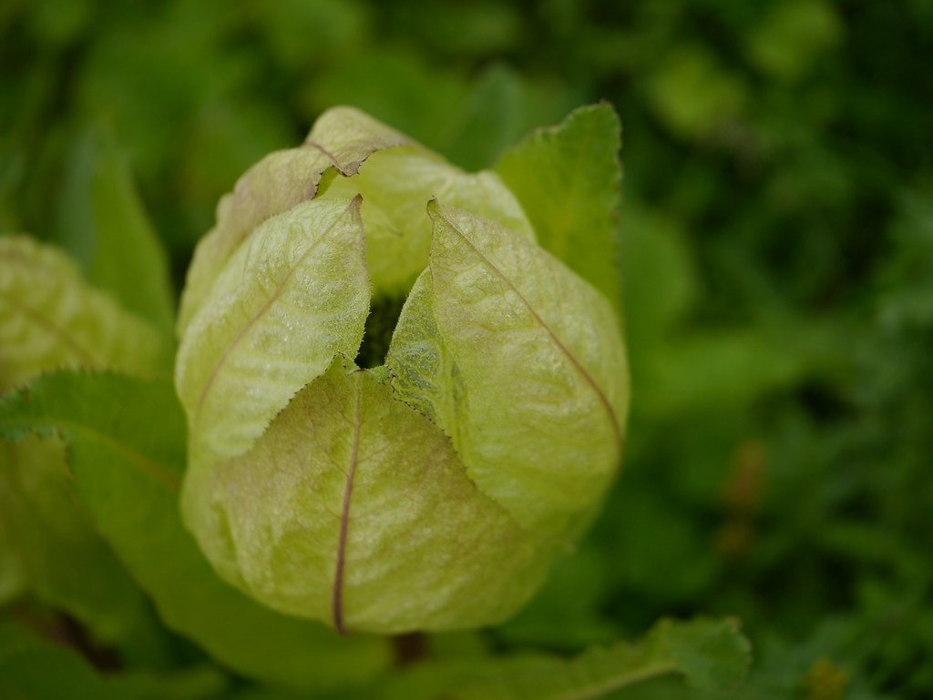 Woolly Wonders: Saussurea obvallata (image credits: flickr)