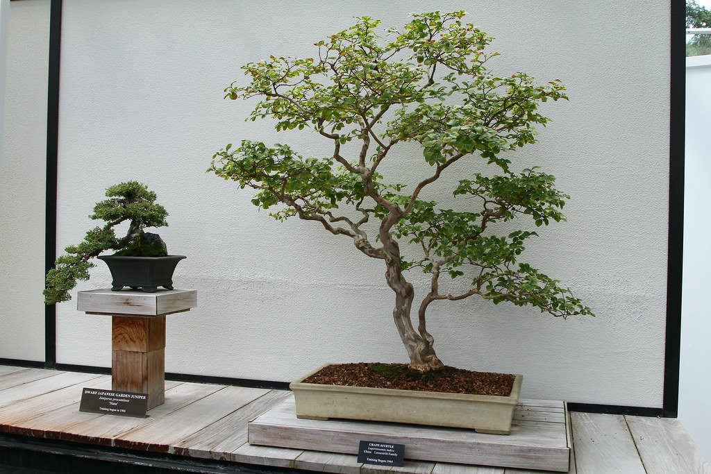 Stunted Survivors: The Dwarf Juniper (image credits: flickr)